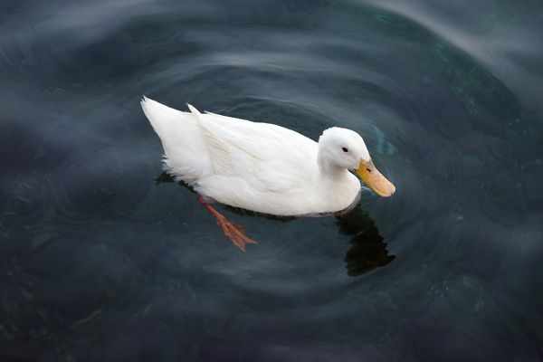 A white duck swimming in dark, rippling water.