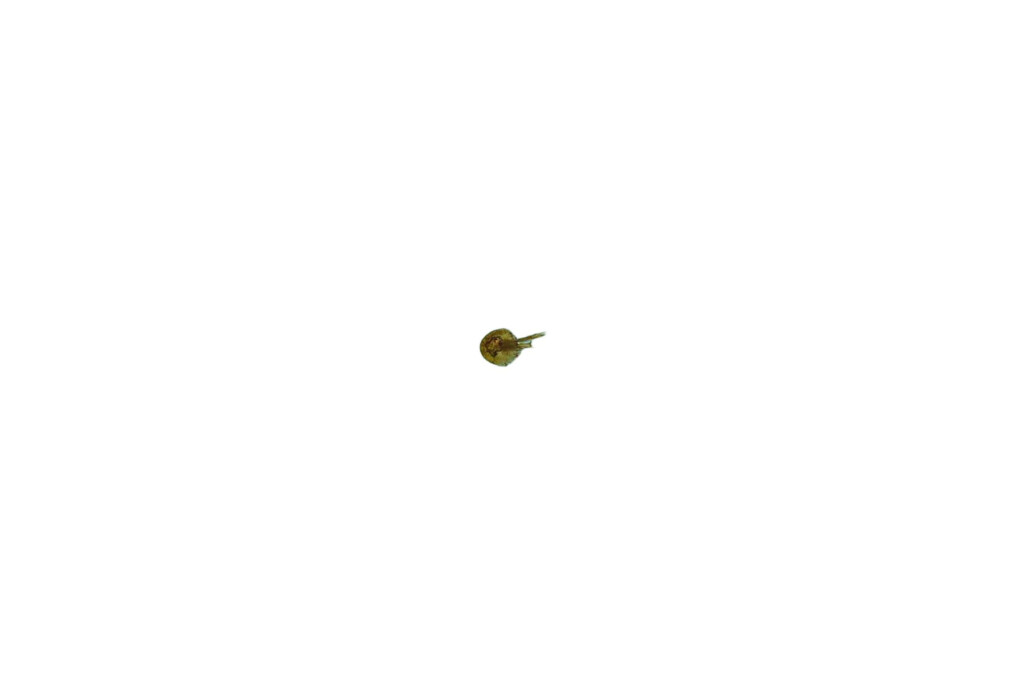 A tiny bird with brown and yellow feathers, bla bla, isolated on a white background.